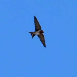 Hirundo neoxena (Welcome Swallow) at WREN Reserves by KylieWaldon