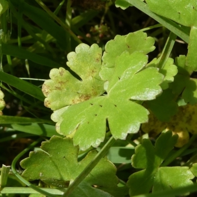 Hydrocotyle sibthorpioides (A Pennywort) at Windellama, NSW - 28 Feb 2024 by peterchandler