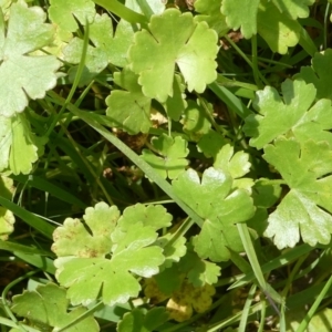 Hydrocotyle sibthorpioides at suppressed - 28 Feb 2024