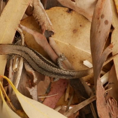 Lampropholis guichenoti at WendyM's farm at Freshwater Ck. - 2 Dec 2020 by WendyEM