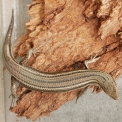 Unidentified Skink at WendyM's farm at Freshwater Ck. - 2 Dec 2020 by WendyEM