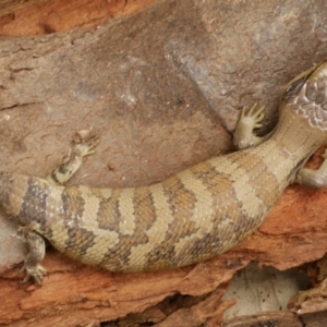 Tiliqua scincoides scincoides at Lara, VIC - 2 Dec 2020