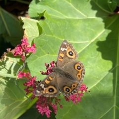 Junonia villida (Meadow Argus) at Wingecarribee Local Government Area - 25 Apr 2024 by NigeHartley