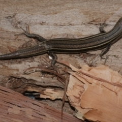 Unidentified Skink at Freshwater Creek, VIC - 15 Dec 2020 by WendyEM