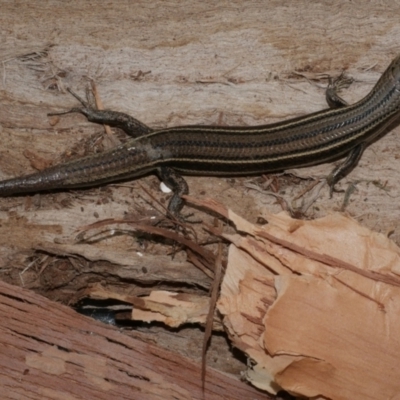 Unidentified Skink at WendyM's farm at Freshwater Ck. - 15 Dec 2020 by WendyEM