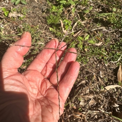Digitaria didactyla at Kangaroo Valley, NSW - 25 Apr 2024 by lbradley