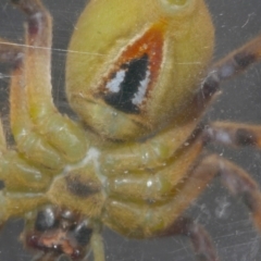 Neosparassus patellatus (Tasmanian Badge Huntsman) at WendyM's farm at Freshwater Ck. - 3 Dec 2020 by WendyEM