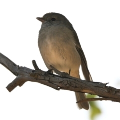 Pachycephala pectoralis (Golden Whistler) at The Pinnacle - 25 Apr 2024 by Thurstan