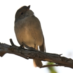 Pachycephala pectoralis at The Pinnacle - 25 Apr 2024 11:31 AM