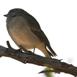 Pachycephala pectoralis at The Pinnacle - 25 Apr 2024 11:31 AM