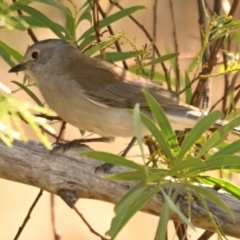 Colluricincla harmonica (Grey Shrikethrush) at Weetangera, ACT - 25 Apr 2024 by Thurstan