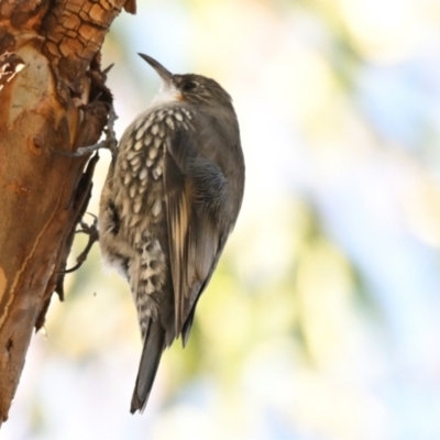 Cormobates leucophaea (White-throated Treecreeper) at Weetangera, ACT - 25 Apr 2024 by Thurstan