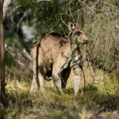 Macropus giganteus (Eastern Grey Kangaroo) at The Pinnacle - 25 Apr 2024 by Thurstan