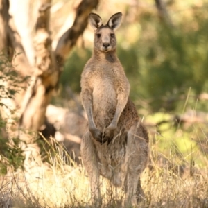 Macropus giganteus at The Pinnacle - 25 Apr 2024 11:45 AM