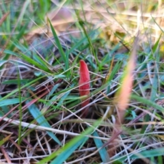 Clavulinopsis corallinorosacea (Clavulinopsis corallinorosacea) at Tallaganda State Forest - 24 Apr 2024 by Csteele4