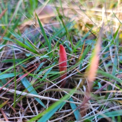 Clavulinopsis corallinorosacea (Clavulinopsis corallinorosacea) at Tallaganda State Forest - 24 Apr 2024 by Csteele4