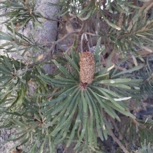 Banksia littoralis at Kensington, WA - 25 Apr 2024