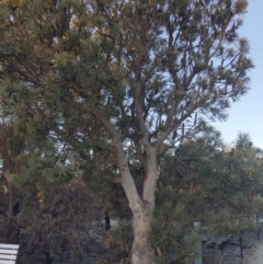 Banksia littoralis at Kensington, WA - 25 Apr 2024