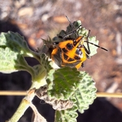 Agonoscelis rutila (Horehound bug) at Mount Majura - 21 Apr 2024 by JenniM