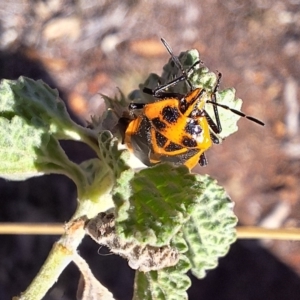 Agonoscelis rutila (Horehound bug) at Mount Majura by JenniM