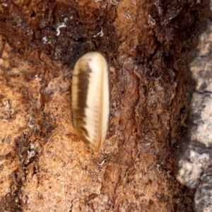 Blattidae sp. (family) at Parkes, ACT - 25 Apr 2024