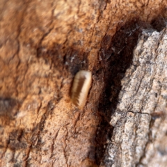 Blattidae sp. (family) at Parkes, ACT - 25 Apr 2024