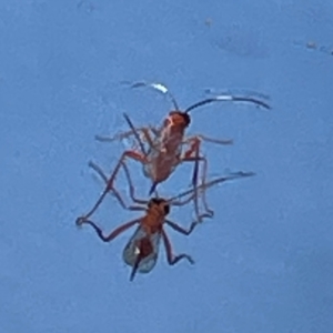 Ichneumonidae (family) at Parkes, ACT - 25 Apr 2024