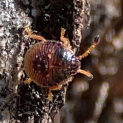 Anischys luteovarius (A shield bug) at Parkes, ACT - 25 Apr 2024 by Hejor1