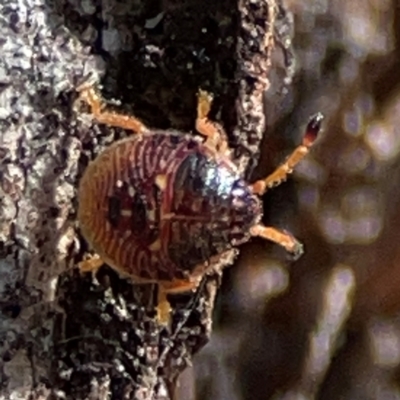 Unidentified Shield, Stink or Jewel Bug (Pentatomoidea) at Parkes, ACT - 25 Apr 2024 by Hejor1