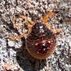 Anischys luteovarius at Parkes, ACT - 25 Apr 2024 11:37 AM