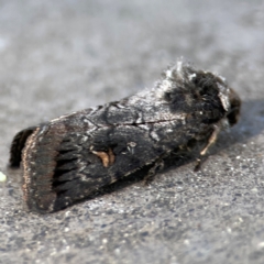 Proteuxoa restituta (Black-bodied Noctuid) at Parkes, ACT - 25 Apr 2024 by Hejor1