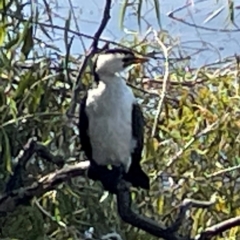 Microcarbo melanoleucos (Little Pied Cormorant) at Barton, ACT - 25 Apr 2024 by Hejor1