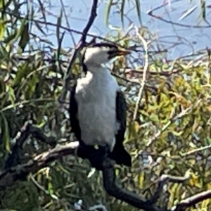 Microcarbo melanoleucos (Little Pied Cormorant) at Lake Burley Griffin Central/East by Hejor1