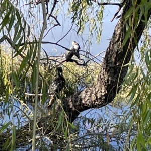 Microcarbo melanoleucos at Lake Burley Griffin Central/East - 25 Apr 2024