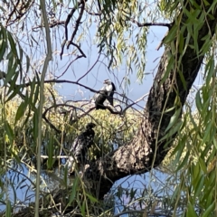 Microcarbo melanoleucos at Lake Burley Griffin Central/East - 25 Apr 2024