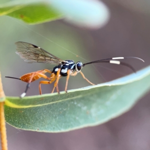 Gotra sp. (genus) at Parkes, ACT - 25 Apr 2024