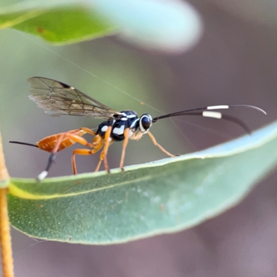 Unidentified Parasitic wasp (numerous families) at Parkes, ACT - 25 Apr 2024 by Hejor1