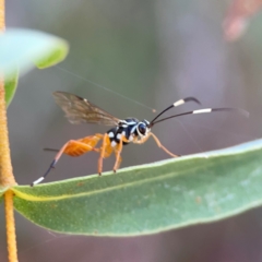 Gotra sp. (genus) at Parkes, ACT - 25 Apr 2024