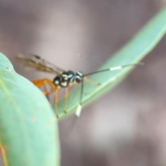 Gotra sp. (genus) at Parkes, ACT - 25 Apr 2024