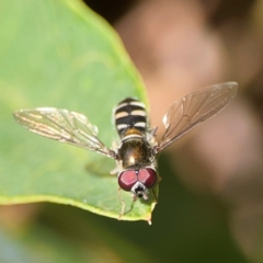 Melangyna collatus (Hover fly) at Parkes, ACT - 25 Apr 2024 by Hejor1