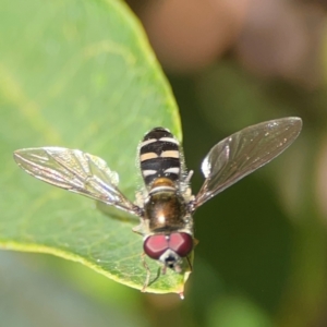 Melangyna collatus at Parkes, ACT - 25 Apr 2024