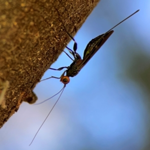 Braconidae (family) (Unidentified braconid wasp) at Parkes, ACT by Hejor1