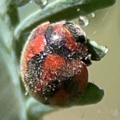 Unidentified Leaf beetle (Chrysomelidae) at Parkes, ACT - 25 Apr 2024 by Hejor1