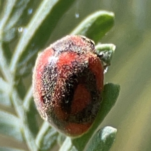 Novius bellus at Parkes, ACT - 25 Apr 2024