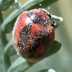 Novius bellus at Parkes, ACT - 25 Apr 2024