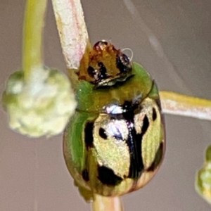 Peltoschema hamadryas (Hamadryas leaf beetle) at Parkes, ACT by Hejor1