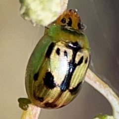 Peltoschema hamadryas at Parkes, ACT - 25 Apr 2024