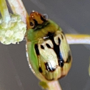 Peltoschema hamadryas at Parkes, ACT - 25 Apr 2024