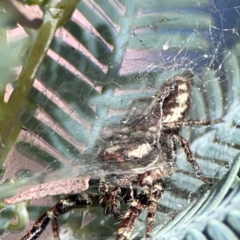 Unidentified Jumping or peacock spider (Salticidae) at Parkes, ACT - 25 Apr 2024 by Hejor1