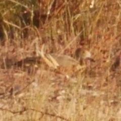 Dendrocygna eytoni at Morton Plains, VIC - 31 Oct 2018